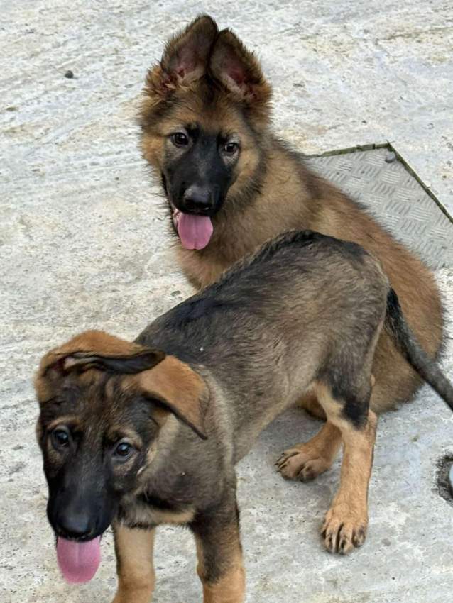 German shepherd puppy on Aster Vender