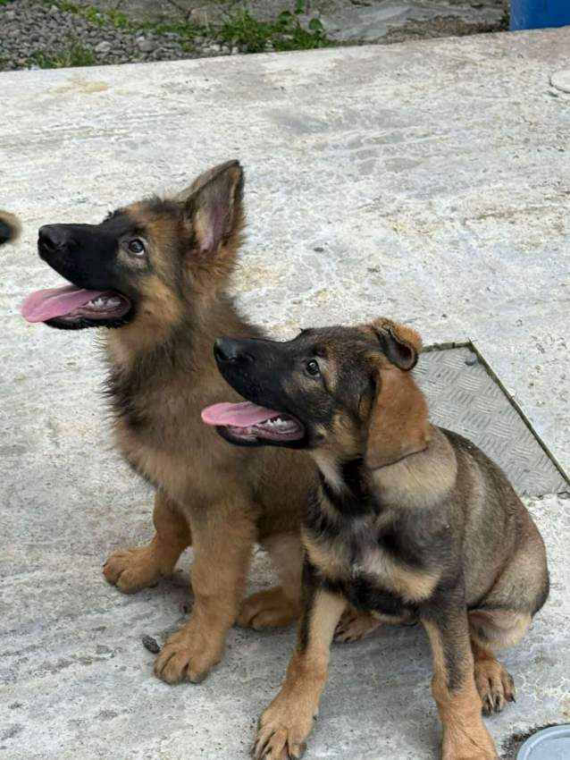 German shepherd puppy - 2 - Dogs  on Aster Vender