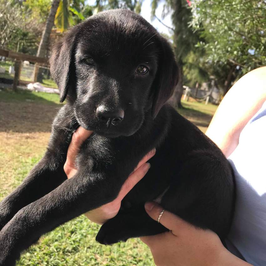 Black Labrador Puppies - 4 - Dogs  on Aster Vender