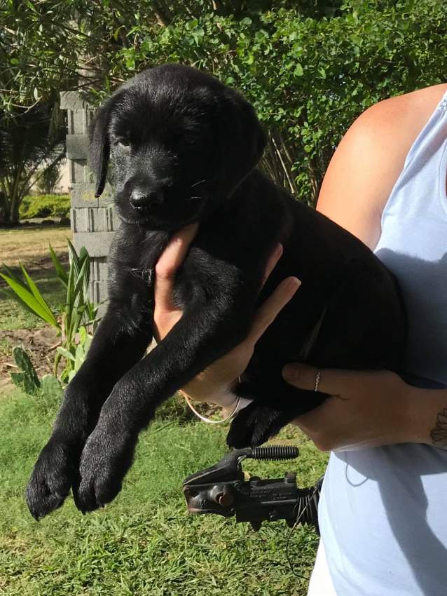 Black Labrador Puppies - 7 - Dogs  on Aster Vender