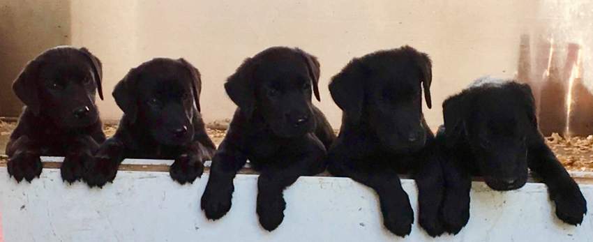 Black Labrador Puppies - 3 - Dogs  on Aster Vender