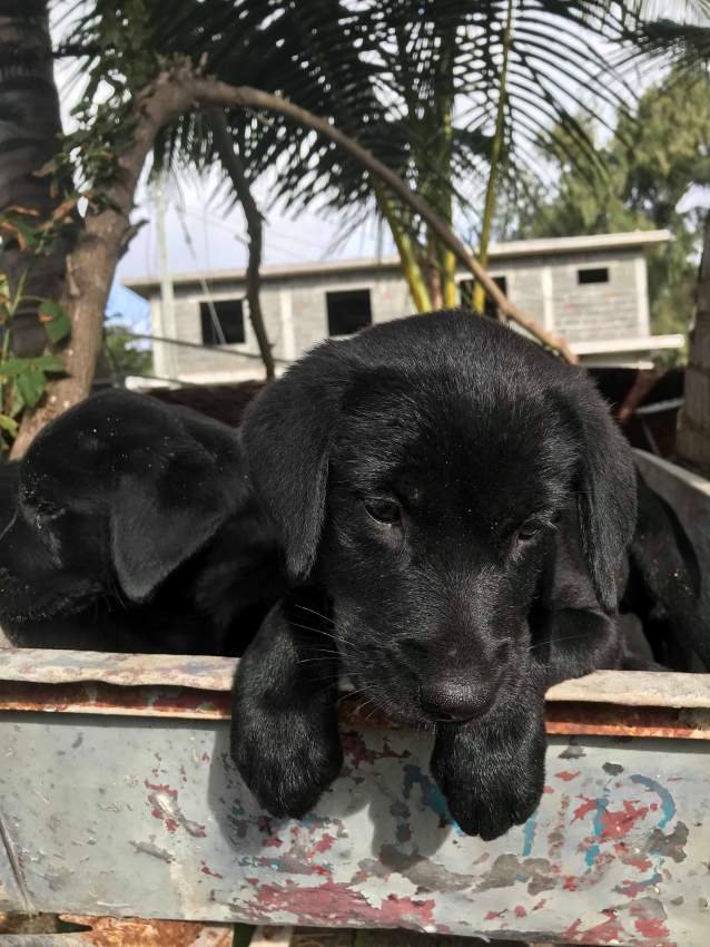 Black Labrador Puppies - 2 - Dogs  on Aster Vender