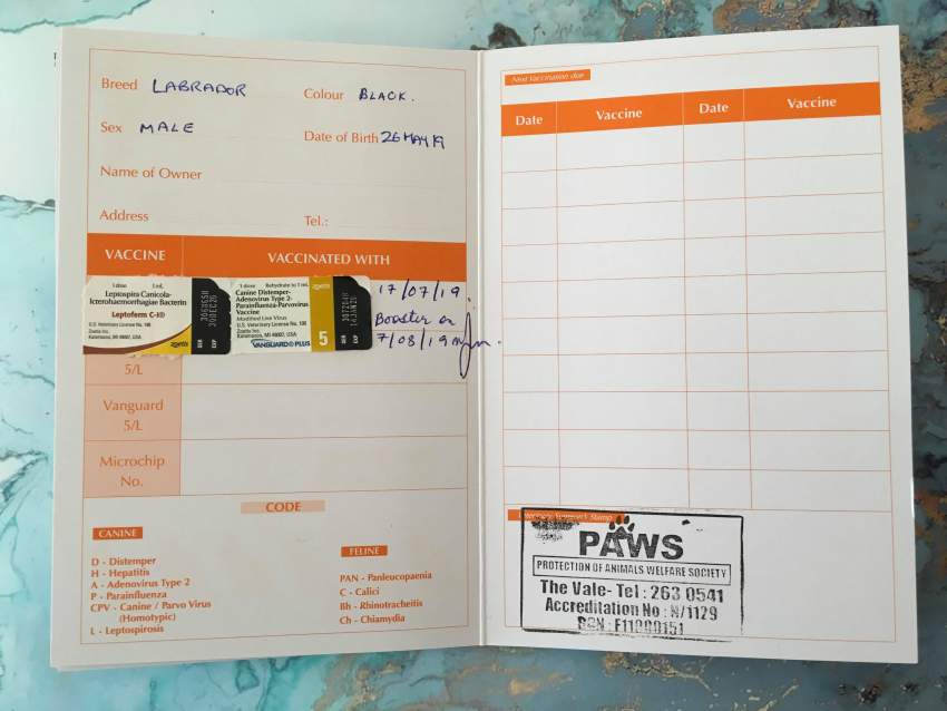 Black Labrador Puppies - 1 - Dogs  on Aster Vender