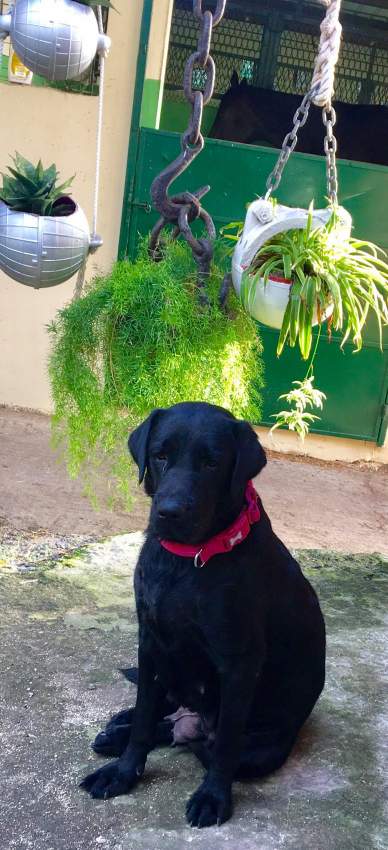 Black Labrador Puppies - 5 - Dogs  on Aster Vender