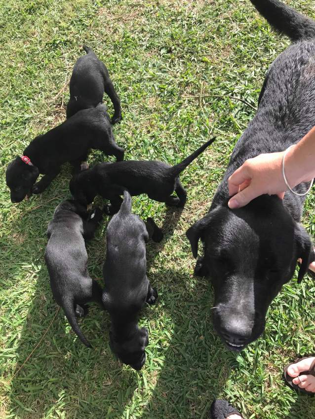 Black Labrador Puppies - 6 - Dogs  on Aster Vender