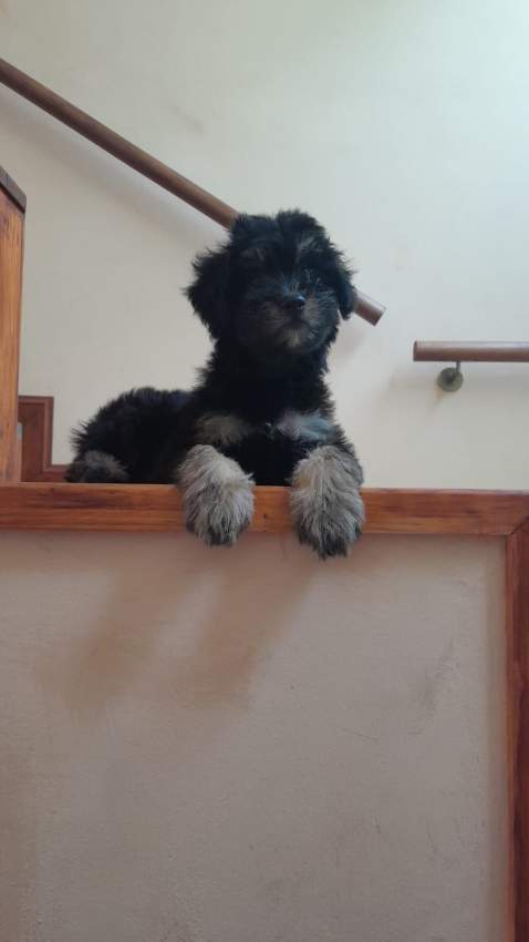 Griffon - 7 - Dogs  on Aster Vender