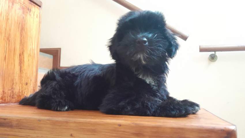 Griffon - 2 - Dogs  on Aster Vender