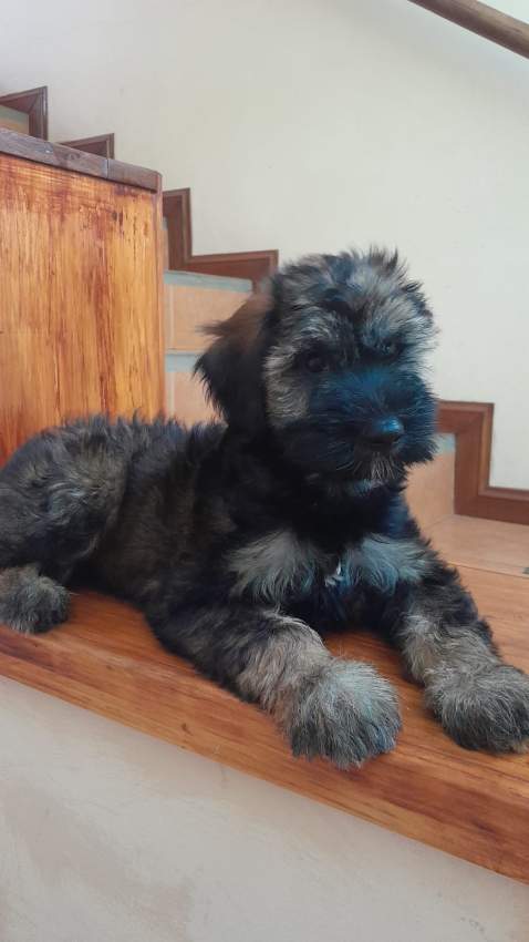 Griffon - 6 - Dogs  on Aster Vender