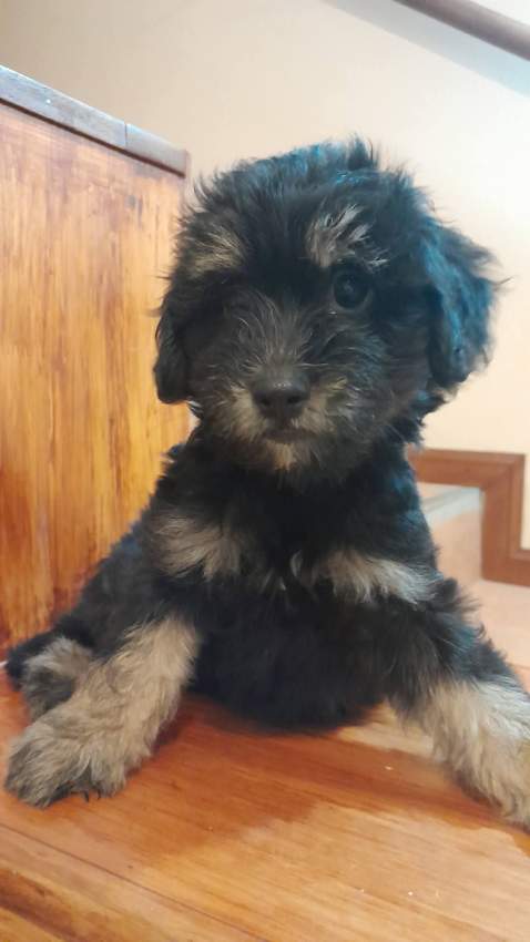 Griffon - 4 - Dogs  on Aster Vender