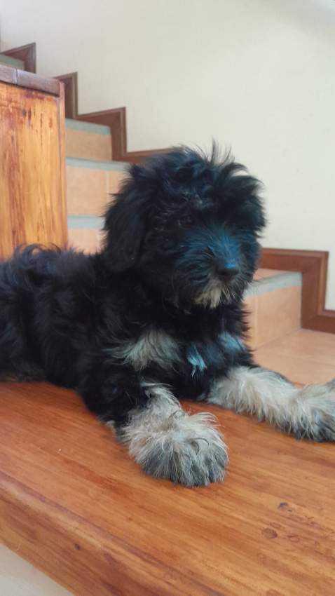 Griffon - 5 - Dogs  on Aster Vender