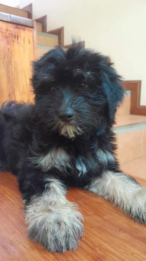 Griffon - 3 - Dogs  on Aster Vender