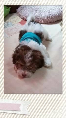 Griffon puppies for sale - 1 - Dogs  on Aster Vender