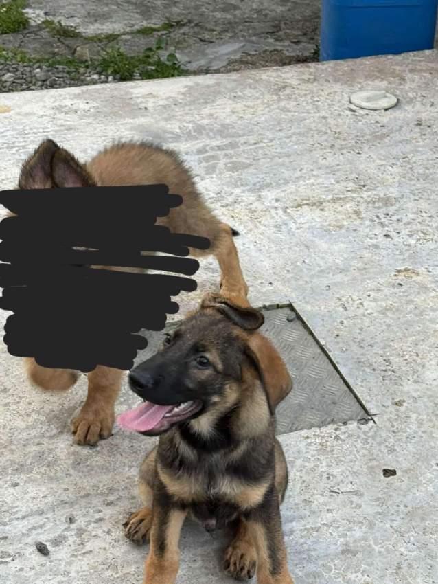 Pure German shepherd puppy