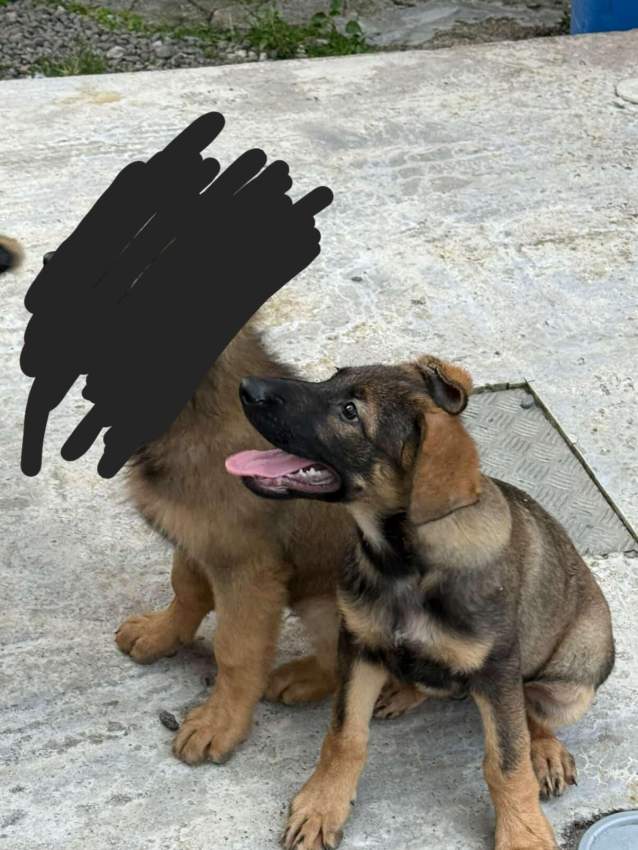 Pure German shepherd puppy - 1 - Dogs  on Aster Vender