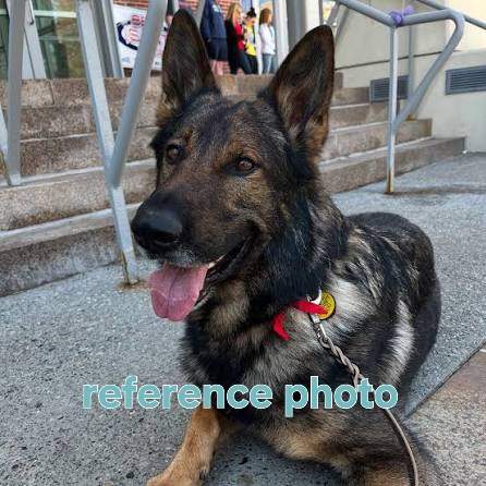 Pure German shepherd puppy - 2 - Dogs  on Aster Vender