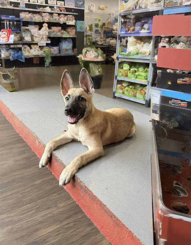 Malinois For Sale