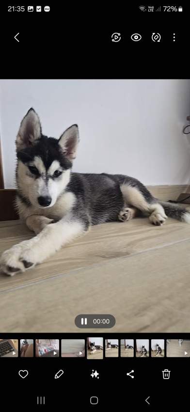🐾Husky for sale 🐾 - 1 - Dogs  on Aster Vender