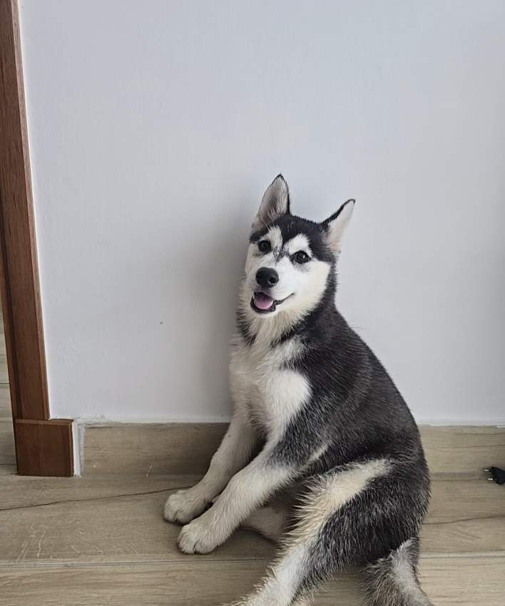 🐾Husky for sale 🐾