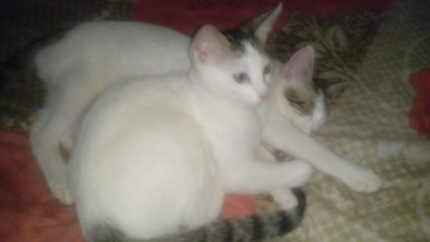 FREE KITTENS (3) AND THEIR MOTHER(OPTIONAL). on Aster Vender