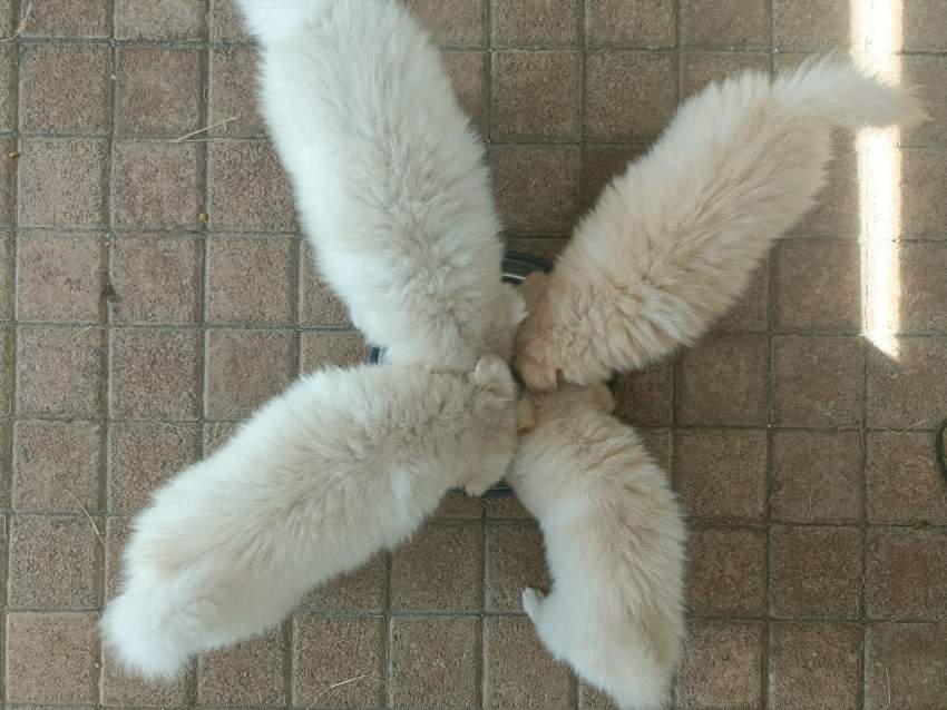 German Spitz Puppies - 6 - Dogs  on Aster Vender