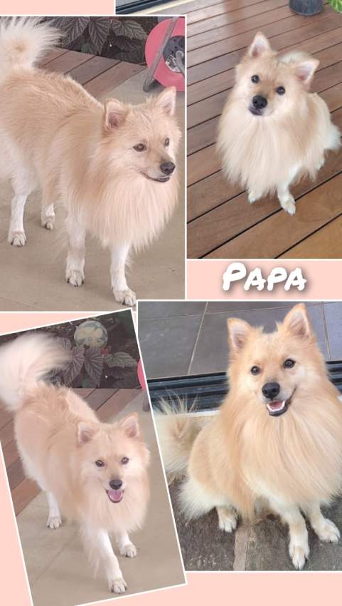 German Spitz Puppies - 2 - Dogs  on Aster Vender