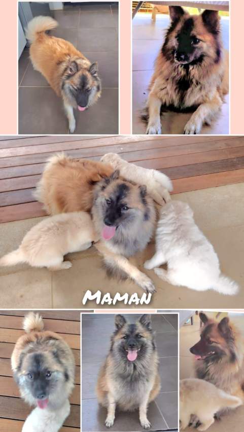 German Spitz Puppies - 1 - Dogs  on Aster Vender