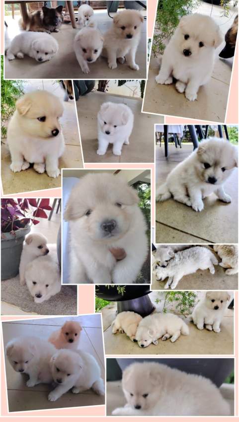 German Spitz Puppies