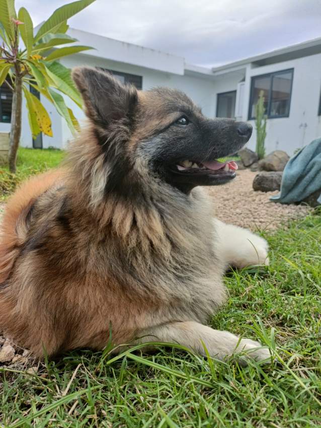 German Spitz Puppies - 2 - Dogs  on Aster Vender