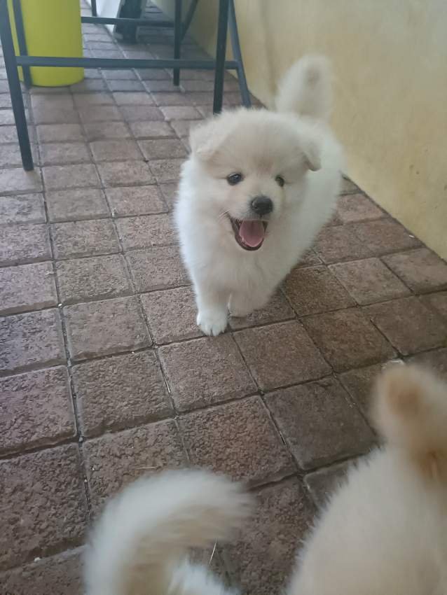 German Spitz Puppies - 4 - Dogs  on Aster Vender