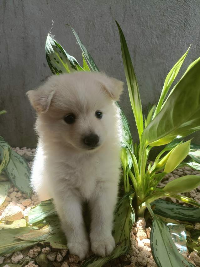 German Spitz Puppies
