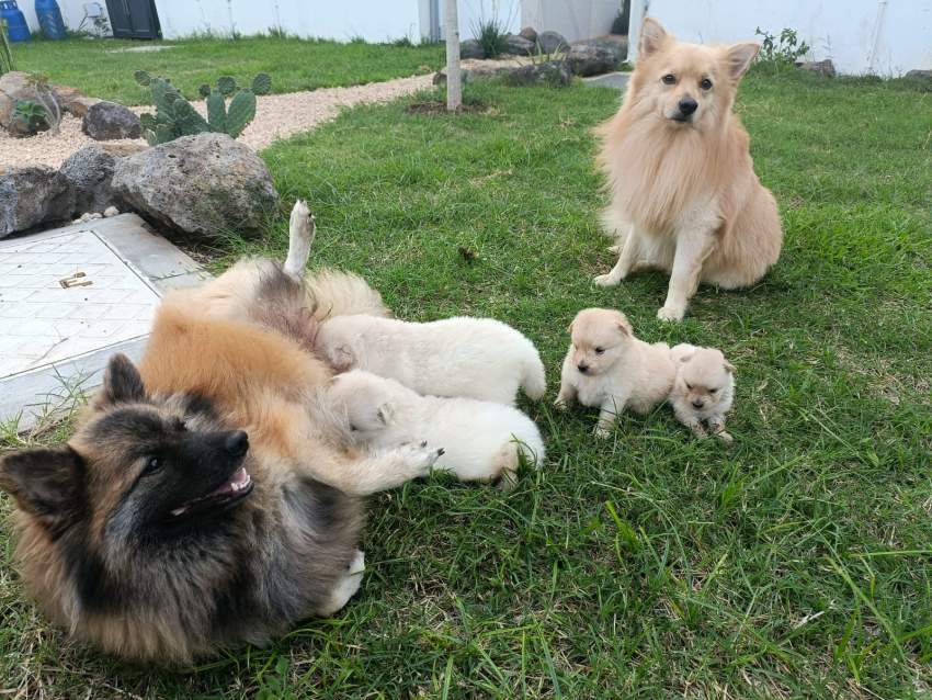 German Spitz Puppies - 3 - Dogs  on Aster Vender