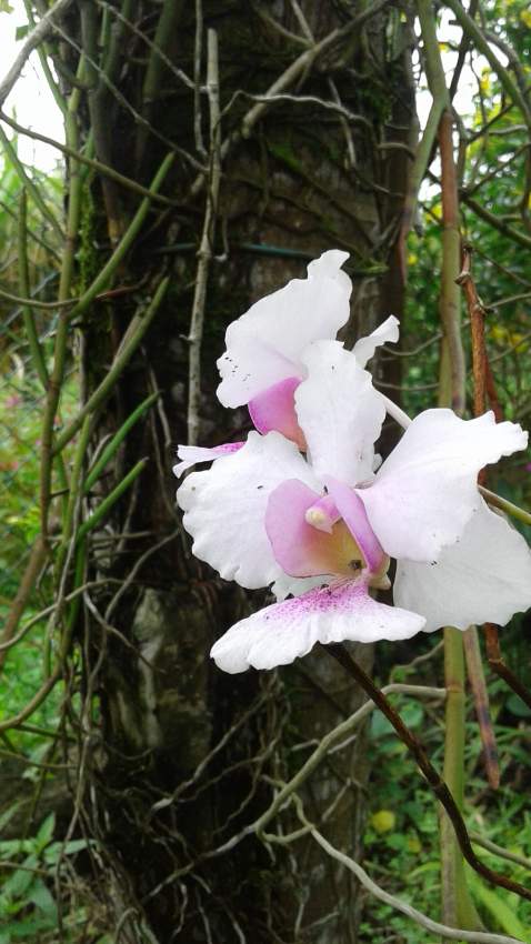Orchidée Valvulaire at AsterVender