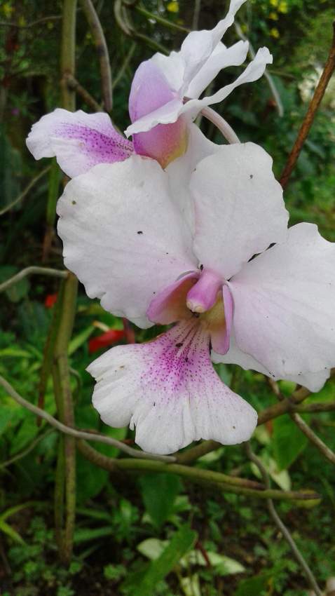 Orchidée Valvulaire - 1 - Plants and Trees  on Aster Vender