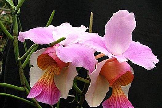 Orchidée Valvulaire