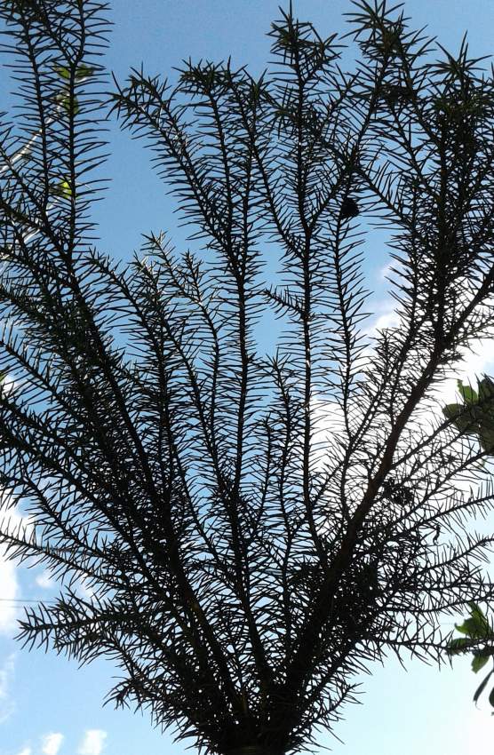 SAPIN - 3 - Plants and Trees  on Aster Vender