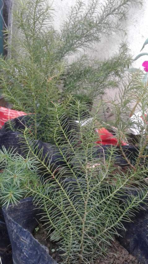 SAPIN - 2 - Plants and Trees  on Aster Vender