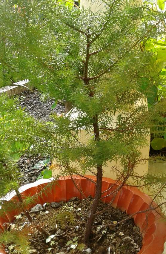 SAPIN on Aster Vender