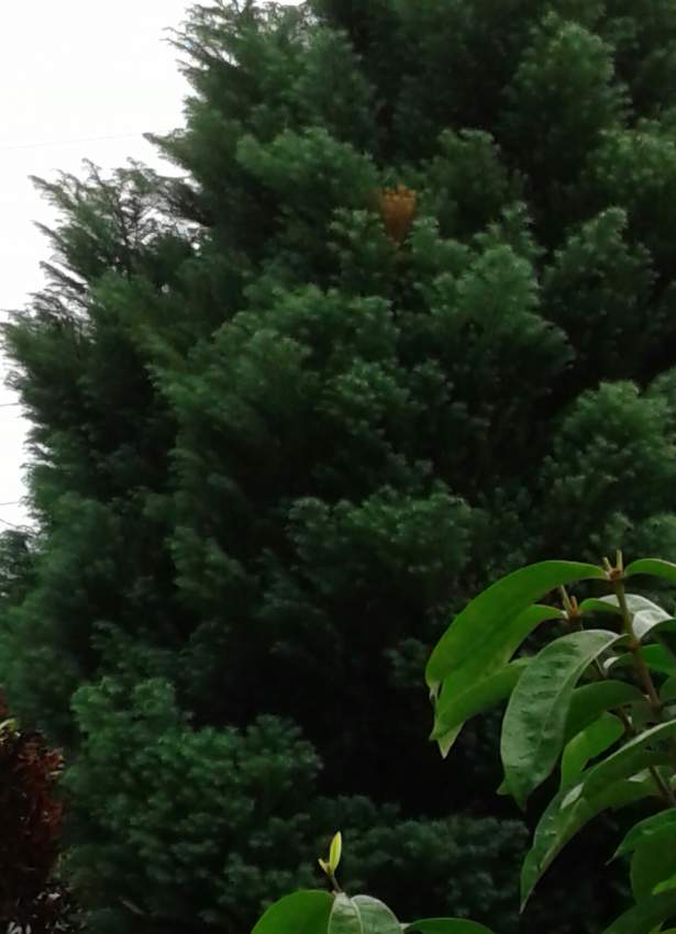 SAPIN - 1 - Plants and Trees  on Aster Vender