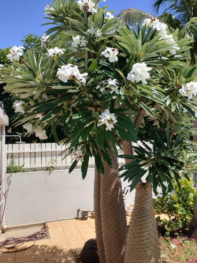 Palmiers de Madagascar - 1 - Garden Decorations  on Aster Vender