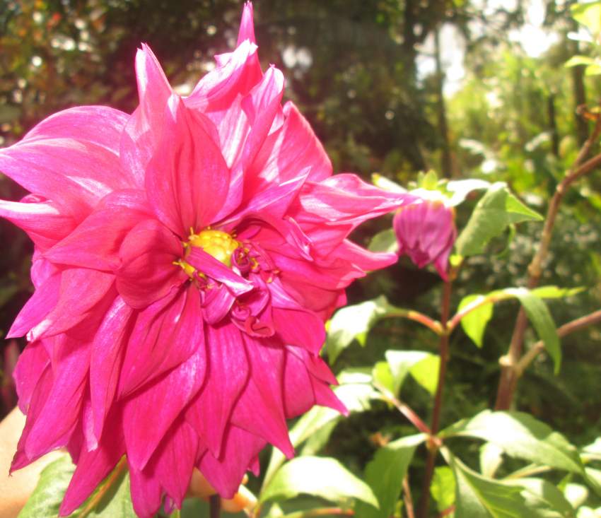 Dahlia double fushsia - 4 - Plants and Trees  on Aster Vender