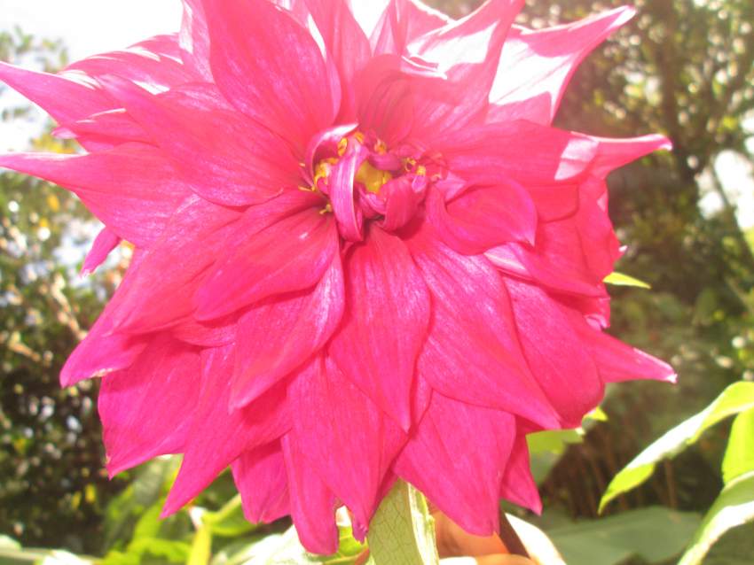 Dahlia double fushsia - 2 - Plants and Trees  on Aster Vender