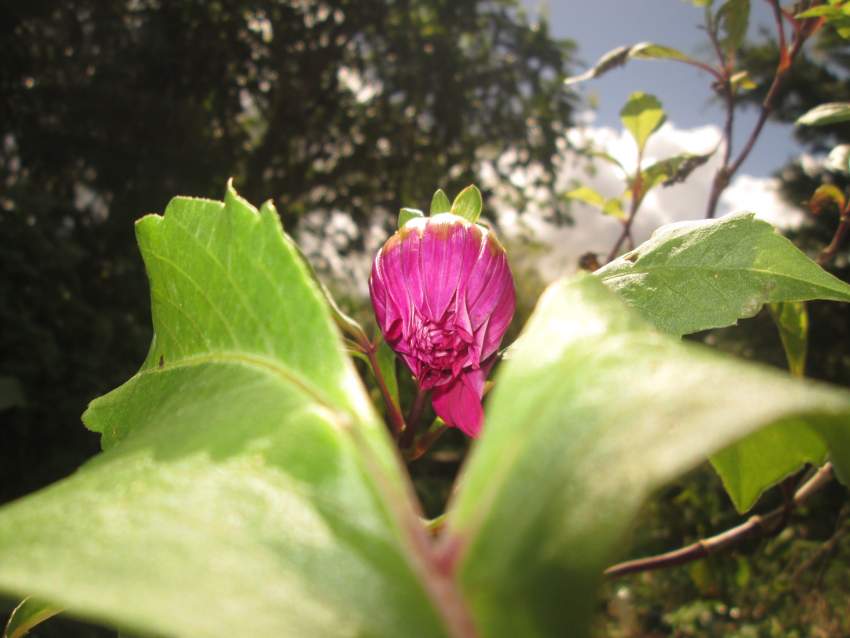 Dahlia double fushsia - 3 - Plants and Trees  on Aster Vender