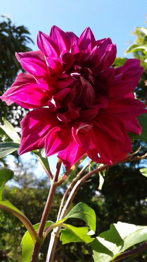 Dahlia double fushsia - 1 - Plants and Trees  on Aster Vender