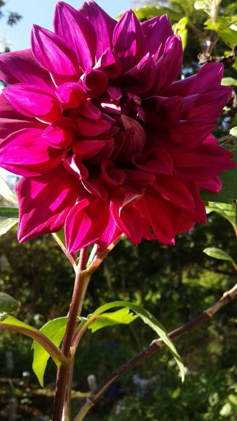 Dahlia double fushsia