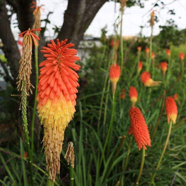 TRITOMA  - 1 - Plants and Trees  on Aster Vender