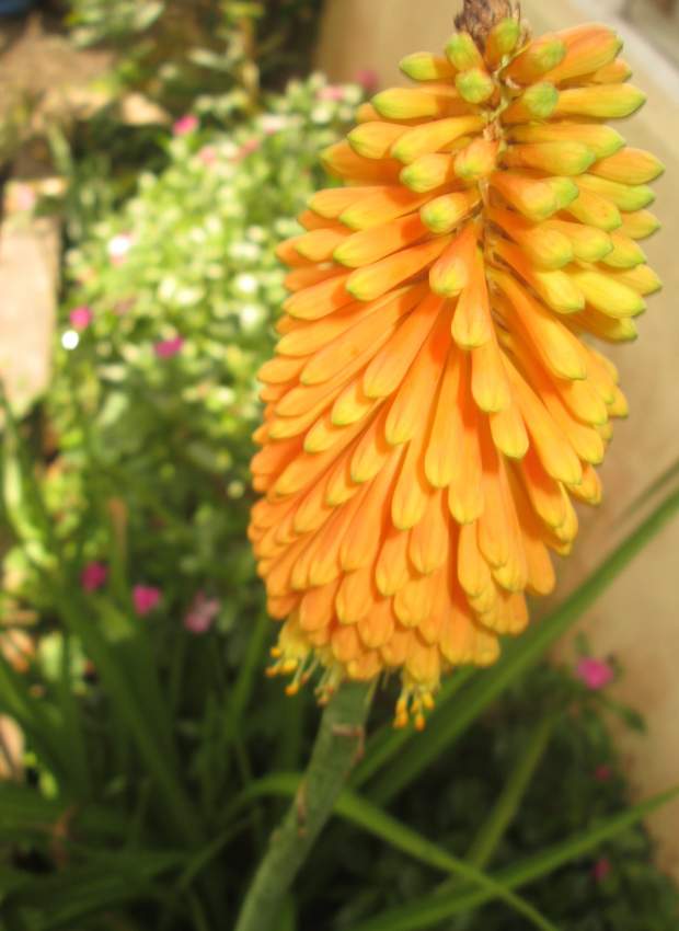 TRITOMA  - 2 - Plants and Trees  on Aster Vender