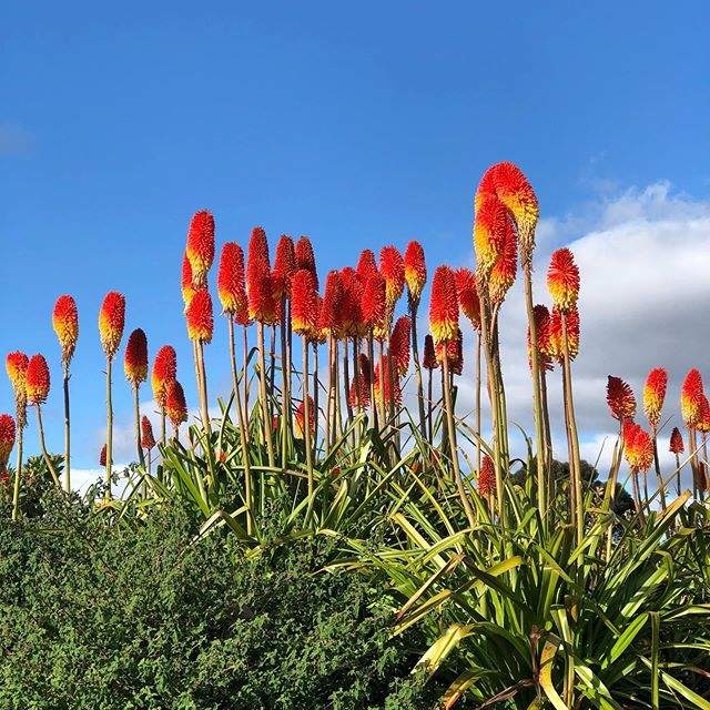 TRITOMA  - 0 - Plants and Trees  on Aster Vender