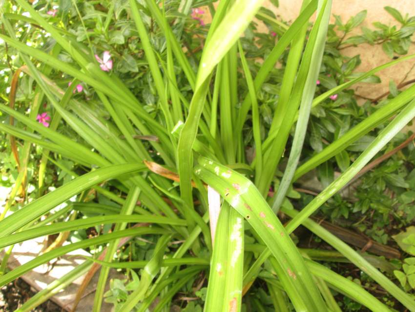 TRITOMA  - 4 - Plants and Trees  on Aster Vender