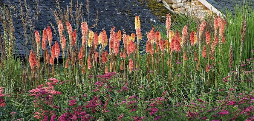 TRITOMA  - 3 - Plants and Trees  on Aster Vender