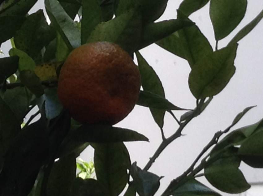 Juicer - 3 - Kitchen appliances  on Aster Vender